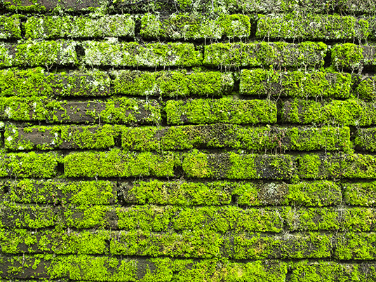 Moss on old brick wall