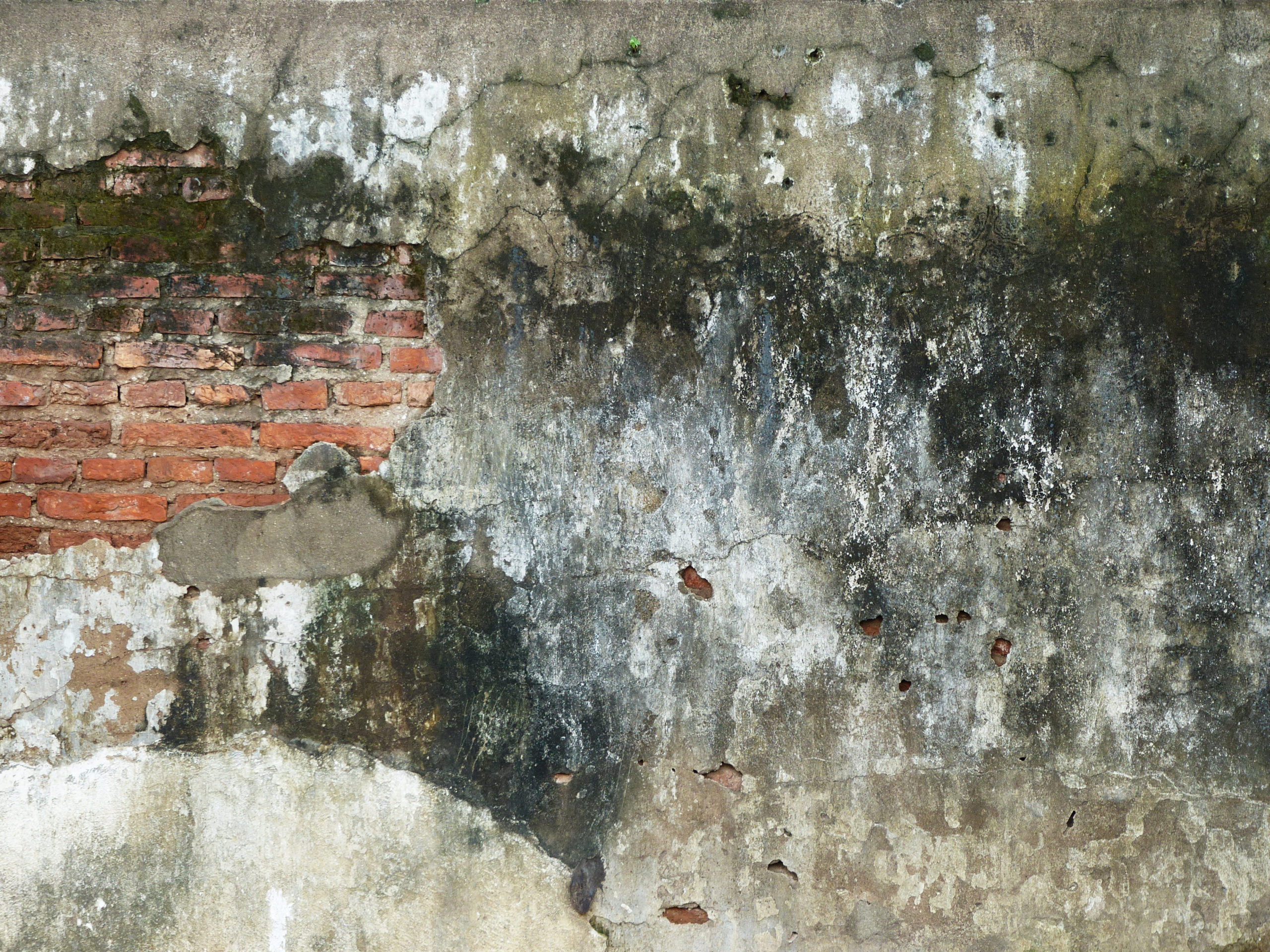 grunge wall with mold texture